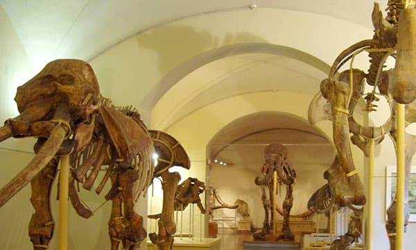 Paleontology laboratories