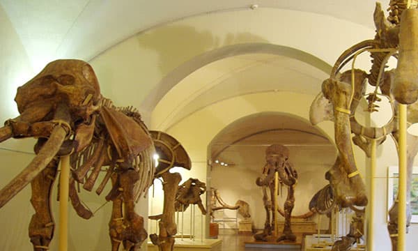 Paleontologia